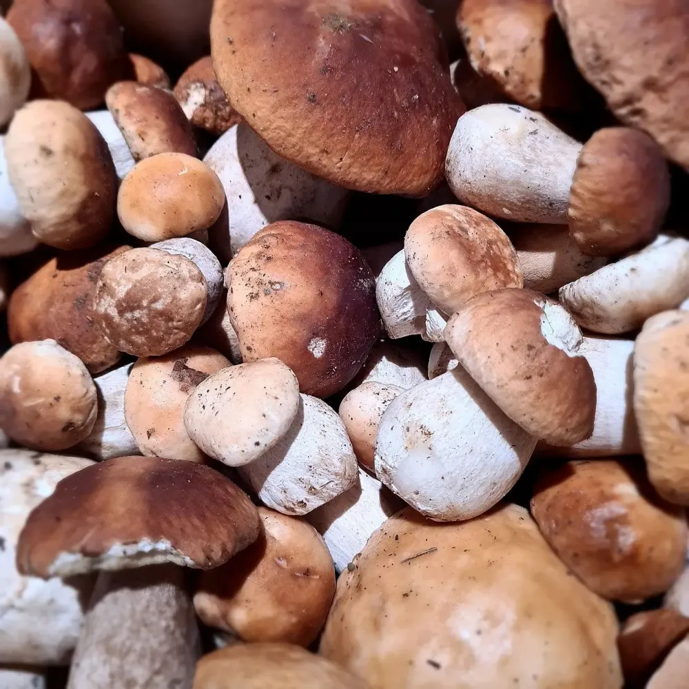 legumes (5)