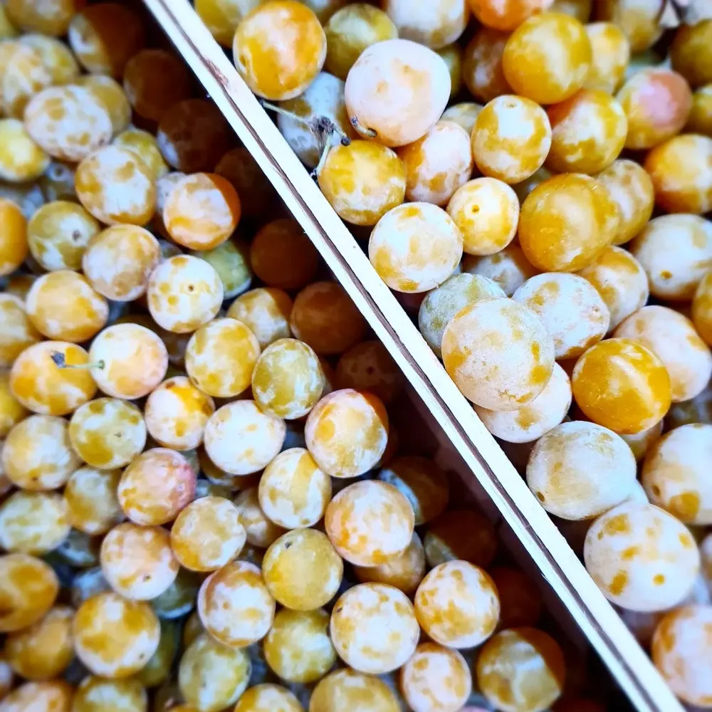 legumes (3)