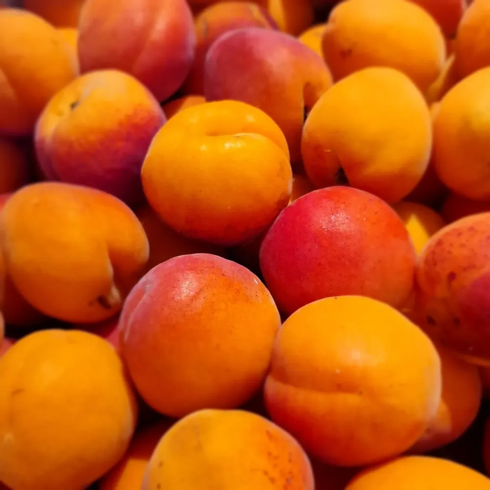 legumes (4)